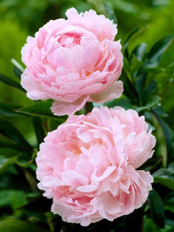 Secret Garden Melody: Nature's Harmony